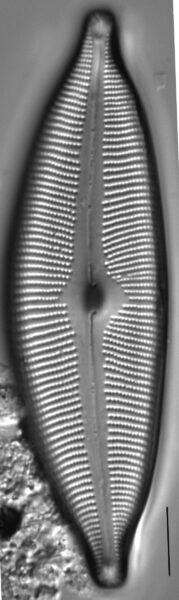 Cymbopleura subcuspidata LM3