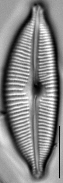 Cymbopleura sublanceolata LM5