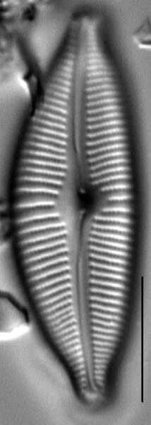 Cymbopleura sublanceolata LM6