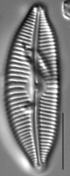 Cymbopleura sublanceolata LM7