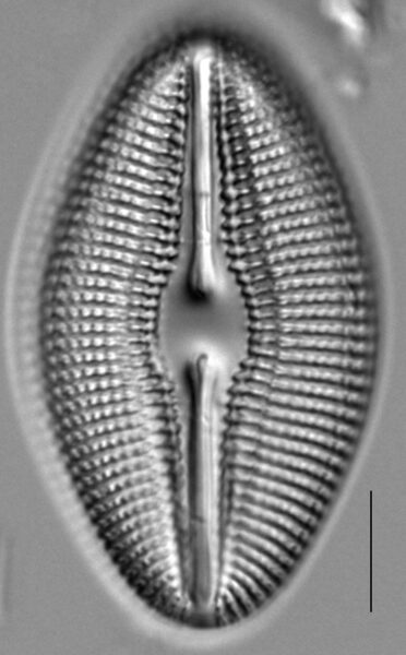 Dielliptica 2