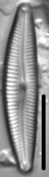 Delicata Alpestris LM6