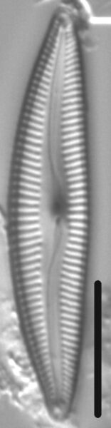 Delicata delicatula LM5