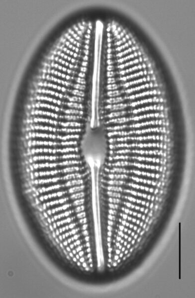 Diploneis finnica LM6