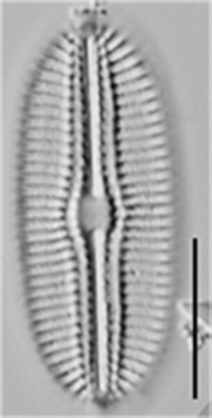 Diploneis boldtiana LM4