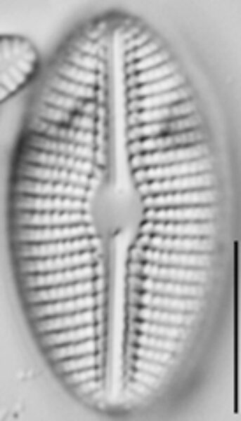 Diploneis calcilacustris LM5