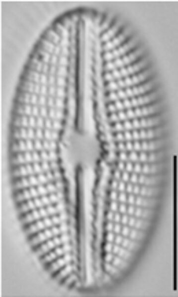 Diploneis calcilacustris LM6