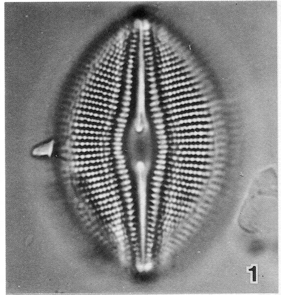 Diploneis Parma Lectotype