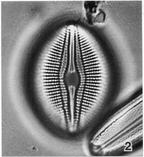 Diploneis Parma Lectotype2