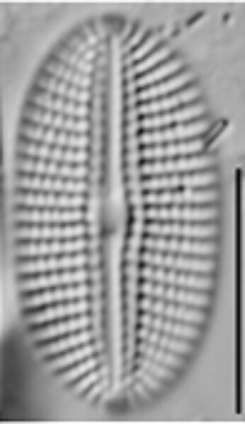 Diploneis potapovae LM3