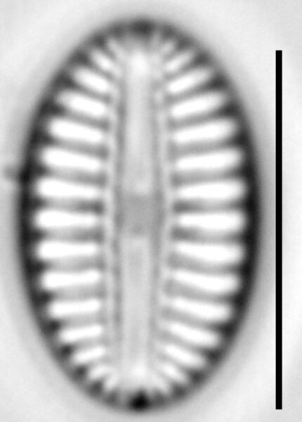 Diploneis puella LM6