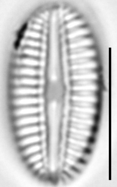 Diploneis puella LM4