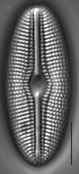 Diploneis krammeri LM4