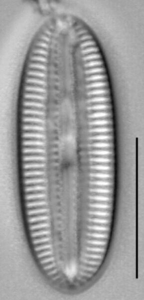 Diploneis submarginestriata LM3