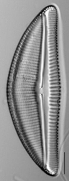 Encyonema latum LM3