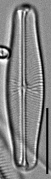 Envekadea vanlandinghamii LM1