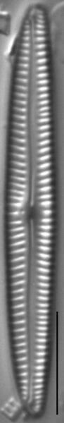 Encyonopsis Neoamphioxys 6