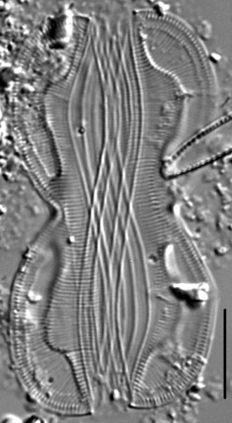 Entomoneis paludosa LM6