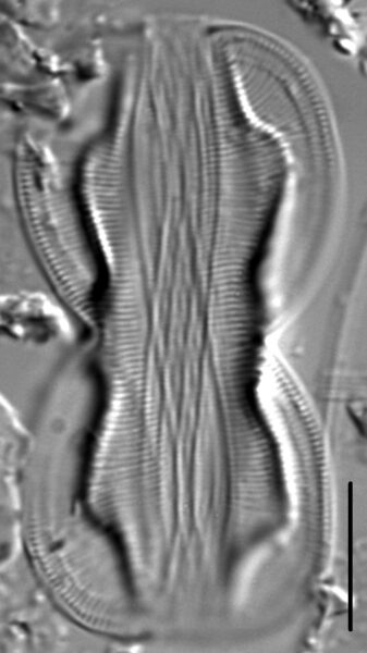 Entomoneis paludosa LM7