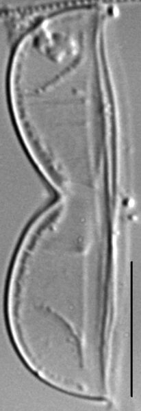 Entomoneis punctulata LM5