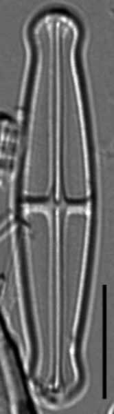 Envekadea pachycephala LM4