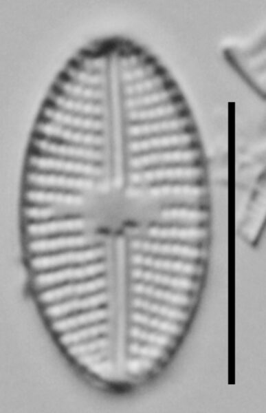 Eolimna Aboensis Mehp002 A 110817 40