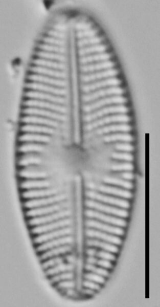 Eolimna Aboensis Nyhp003 A 011018 24