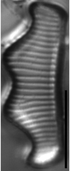 Eunotia subherkiniensis LM6