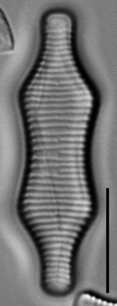 Fragilaria constricta LM3