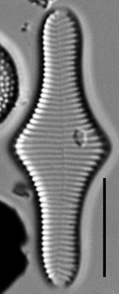 Fragilariforma polygonata LM2