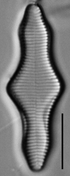 Fragilariforma polygonata LM3