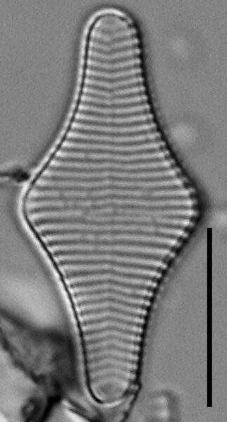 Fragilariforma polygonata LM4