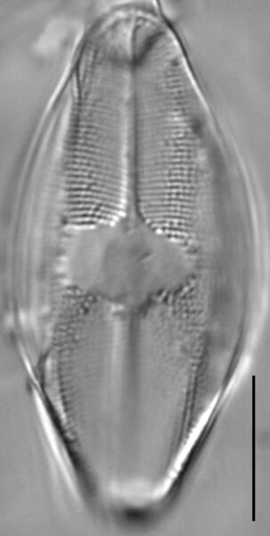 Eucocconeis flexella LM1