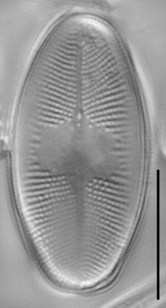 Eucocconeis flexella LM3