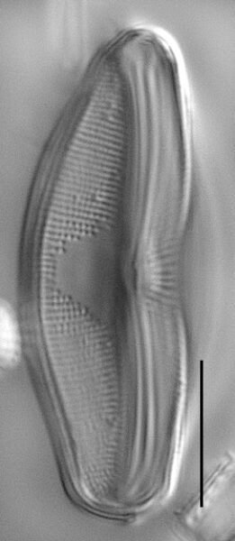 Eucocconeis flexella LM4