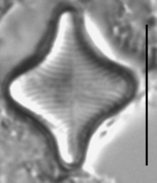 Fragilariforma horstii LM4