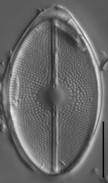 Cavinula maculata LM4