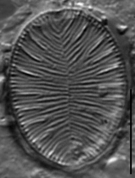 Gc109819B Brebissonii 3