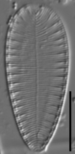 Surirella lacrimula LM4