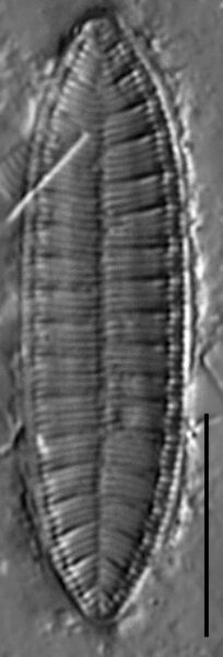 Surirella angusta LM6