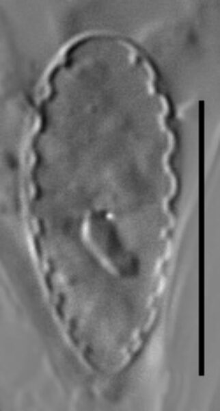 Surirella atomus LM1