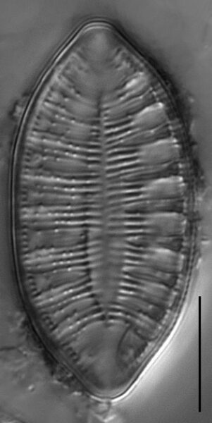 Gc1610 Amphioxys 7