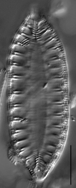 Gc1610 Amphioxys Interior 1