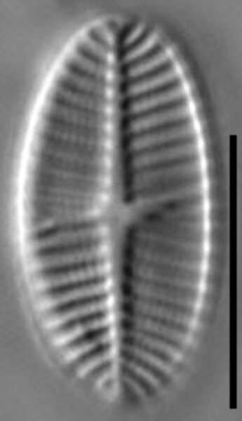 Platessa stewartii LM1