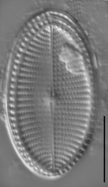 Cocconeis fluvuatilis LM2