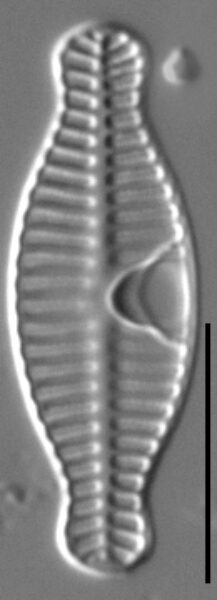 Planothidium bipororum LM4