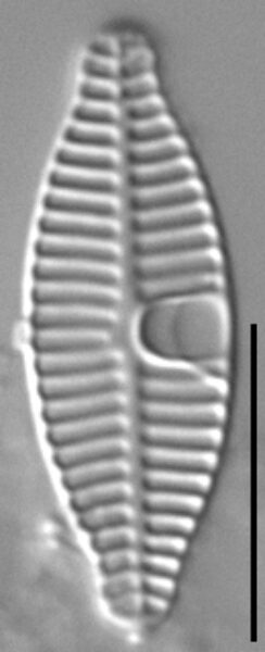 Planothidium incuriatum LM2