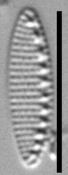 Nitzschia inconspicua LM3