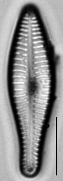 Gomphonema submehleri LM3