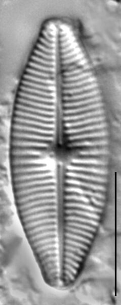 Geissleria lateropunctata LM3